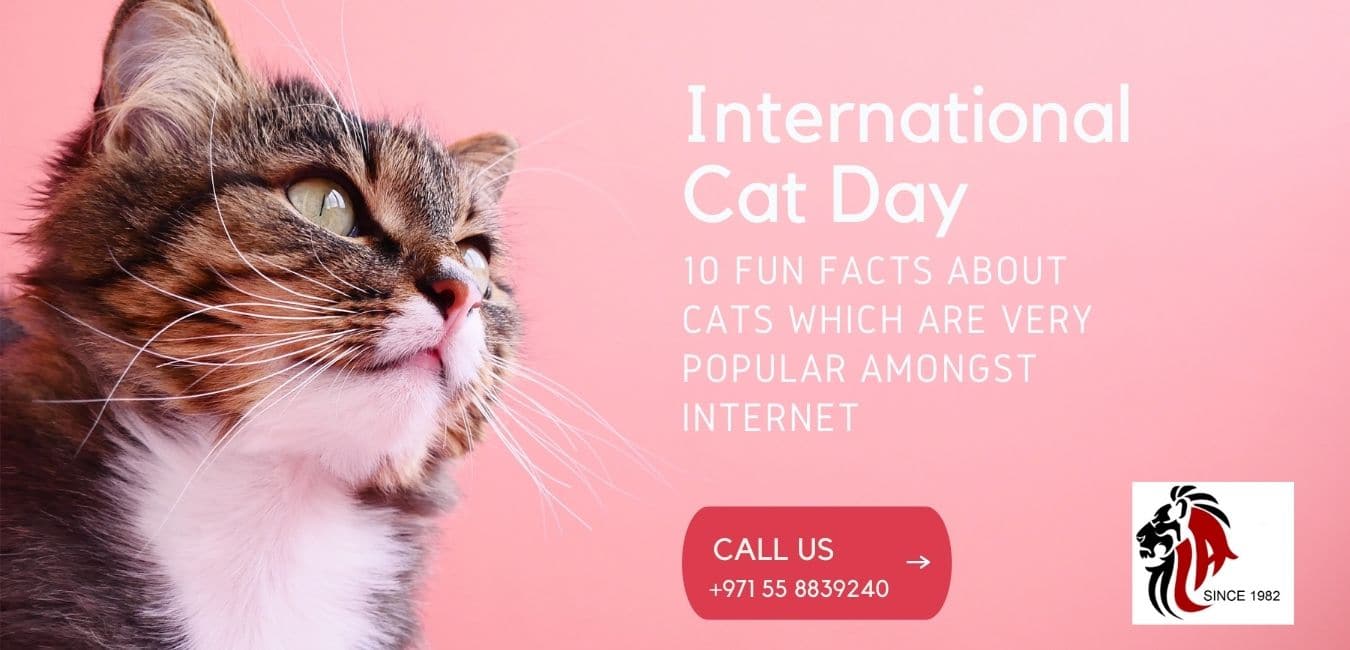 10 fun facts about cats which are very popular amongst internet International Cat Day